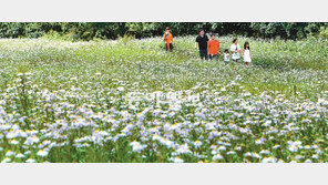 활짝 핀 벌개미취… 가을이 ‘성큼’
