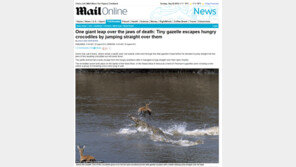 간 큰 가젤 포착… “안잡아 먹힌 게 다행!”