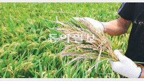 [광주/전남]태풍 지난뒤 백수현상 확산… 호남곡창 하얗게 말라간다