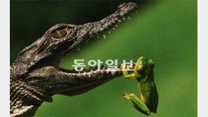 외국 사진집-그림책 번역본 해외서 인쇄해 오는 이유는