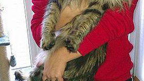 황당한 고양이 납치, 고양이 훔쳐간 도둑 유지비 비싸 돌려줘