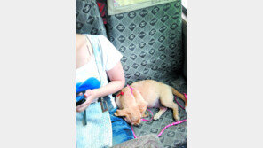 버스 옆자리에 강아지 앉히고 양보 안한 무개념女… “헐!”