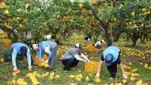한국마사회, 태풍 피해 과수농가 복구 지원