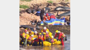 파일럿고래 집단자살, ‘스트랜딩’이 뭐길래?