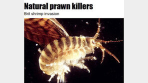 영국 킬러 새우…“닥치는대로 잡아 죽여”