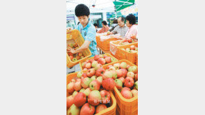 [광주/전남]“태풍이 수확한 사과 싸게 팝니다”