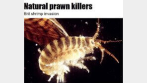 영국 킬러 새우…무자비한 생태계 파괴 ‘경악’