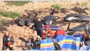 파일럿고래 집단자살 “스트레스 탓?…식음전폐 떼죽음”