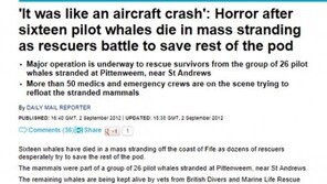 [영상] 파일럿고래 집단자살 이유는? 갖은 추측들 추려보니…