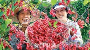 [부산/경남]오미자 익는 마을