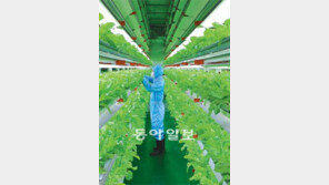 [수도권]토지-햇빛 없이도 쑥쑥… 365일 쉬지않는 식물공장