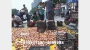 [영상] 쏟아진 6천개 계란, 도와주지 않고 담아가 ‘난리법석’