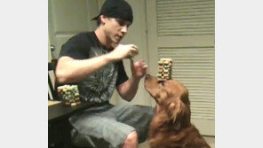 [영상] 인내심 좋은 개, 코에 젠가 블럭을 쌓아도... 