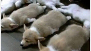 ‘강아지 널어놓기’ 등장… “이보다 더 귀여울 순 없어~”