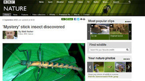 필리핀 신종 대벌레 발견, “생김새도 별론데 악취를…”