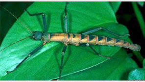 필리핀 신종 대벌레, 변신에 악취 공격까지? “포켓몬이 따로 없네”