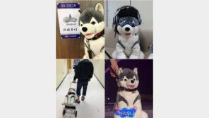 브라우니 특급 대우… “아이돌 비켜! 내가 제일 잘나가~”