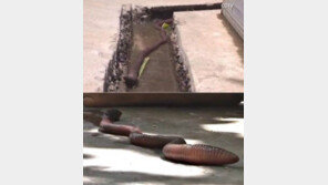 몸길이 0.5m ‘괴물 지렁이’ 발견