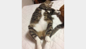 통닭 같은 고양이, 다리 쩍 벌리고 꿈나라