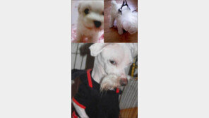 강아지의 1년 뒤 “하얀 털뭉치 앙증맞은 모습은 어디가고…”