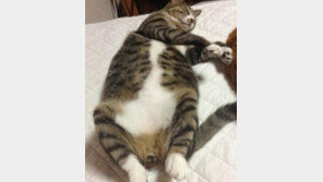 통닭 같은 고양이 ‘폭소’… “이건 고양이 아니므니다”