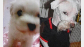 강아지의 1년 뒤, “같은 개라고? 믿기 어려워!”