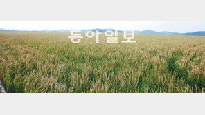 [대전/충남]“벼가 하얗게 말라 죽어가요” 볼라벤 할퀸 자리 ‘망연자실’