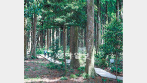 제주 四多道… 바람, 여자, 돌, 그리고 길