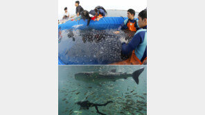 “건강해라 해랑아”… 제주 바다로 돌아가는 고래상어