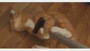 [영상] 고양이 닮은 대걸레 등장… “청소하세요 주인님”