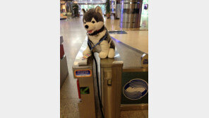 브라우니 출근길 이어 퇴근길 모습 공개, “카메라 의식하니?”