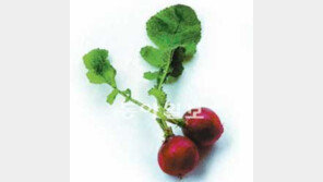 [O2]래디시, 화분서 20여 일 키우면… 빨간 무가 주렁주렁