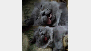 너무 깊이 잠든 고양이, 시체처럼 죽은듯이 수면 ‘폭소’