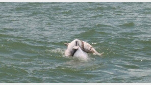 부산 미확인물체 소동, 내막은? “육군과 해경 대처 빠르네”