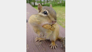 식신 다람쥐 ‘볼살 터질 정도로…’