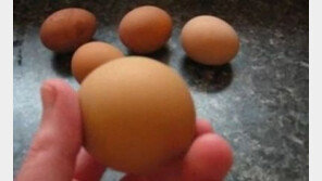 ‘동그란 달걀 발견’ 신기해서 먹지도 못할 듯?