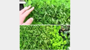 죽은 척하는 식물, 사람 손 닿으면 이파리 접어