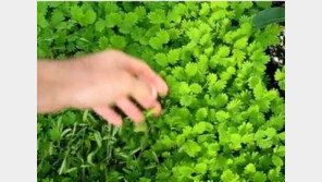 죽은척 하는 식물 “사람 손길만 닿으면 시체 연기”