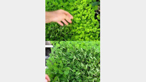 [영상] 죽은 척하는 식물, 사람 손 닿으면 움츠려… “이유는?”