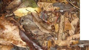 개구리 숨어있는 사진, 정말 있긴 있나… “정답을 봐도 모르겠어”