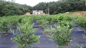 ‘귀농 인구 급증’ 이번 상반기에만 무려 2만 여 명
