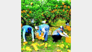 [광주/전남]“작고 못생긴 낙과뿐이라 미안합니다… 그리고 고맙습니다”