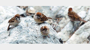 [부산/경남]갯바위에 앉은 참새들… 소풍 나왔나?