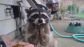 어머나 감동 너구리, 간식에 감동 ‘두 손 모으고’ 귀요미 표정