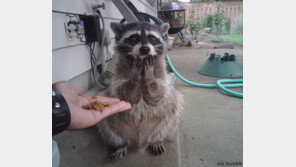 ‘어머나 감동 너구리’ 사람 같은 행동과 표정, “넌 감동이었어”