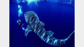 ‘가장 굉장한 동물’ 타조가 세상에서 가장 큰 새였어?