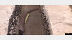 ‘50cm 괴물 지렁이’ 혹시 방사능 때문에 생긴 일?