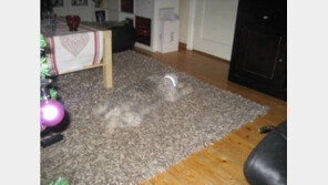 ‘강아지 은신술’ 자세히 보면 강아지가 보여요~