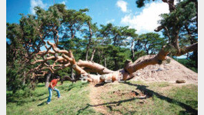 태풍에 뿌리째 뽑힌 수령 600년 천연기념물, 괴산 왕소나무 되살릴 수 있을까