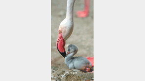 “건강히 크길”… 멸종위기 홍학 母子